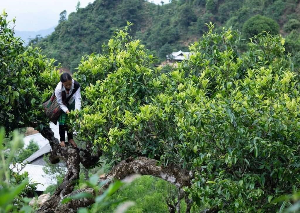 Chè Shan tuyết suối Giàng Chè Shan tuyết suối Giàng