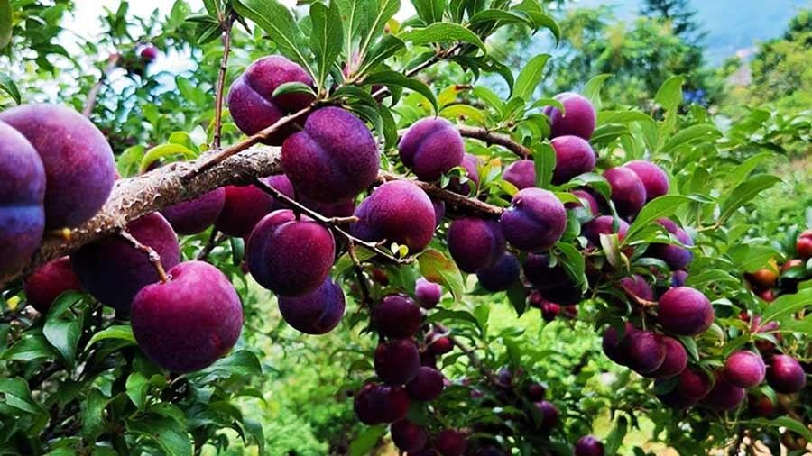 Đào Sapa - Mận Bắc Hà Đào Sapa - Mận Bắc Hà