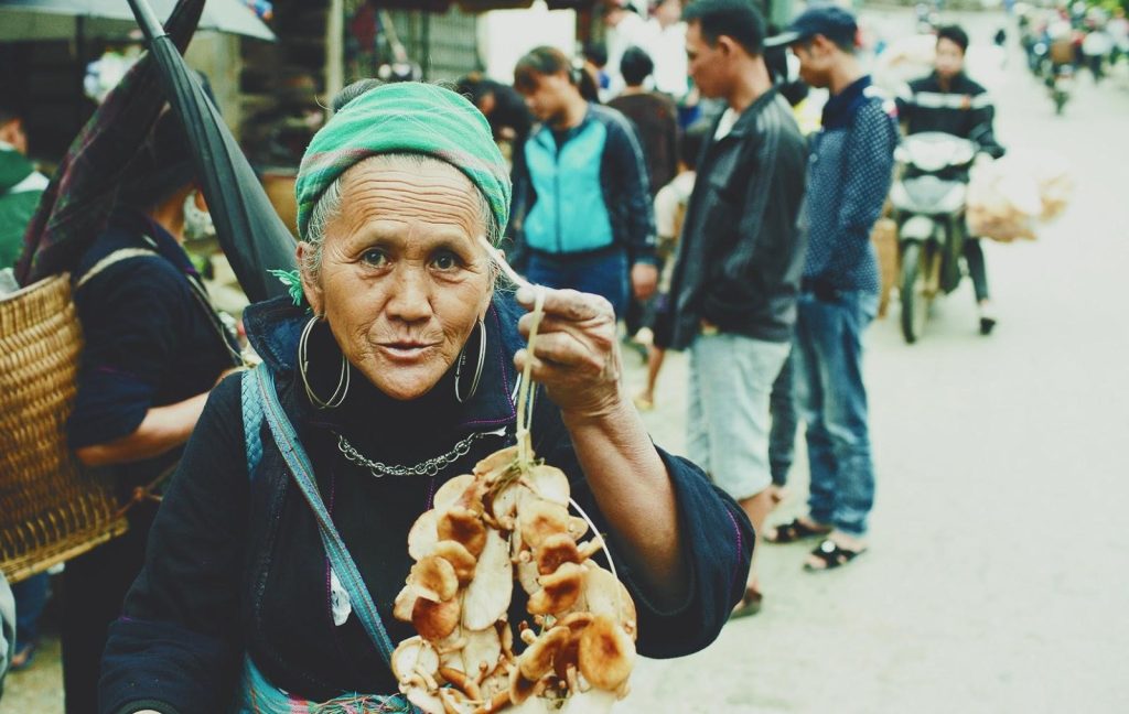 Nấm hương rừng Sapa Nấm hương rừng Sapa