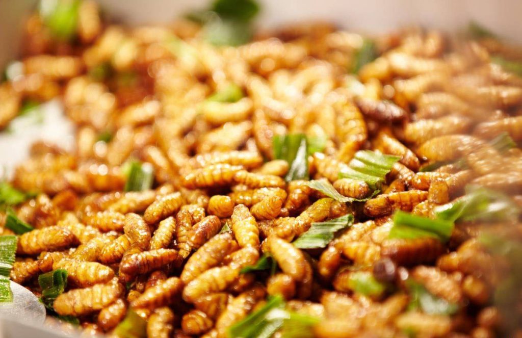 Nhộng ong rừng Nhộng ong rừng