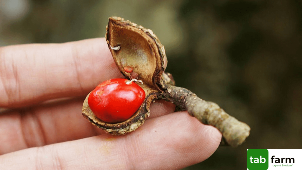 Cách Làm Muối Mắc Khén Hạt Dổi Cách Làm Muối Mắc Khén Hạt Dổi