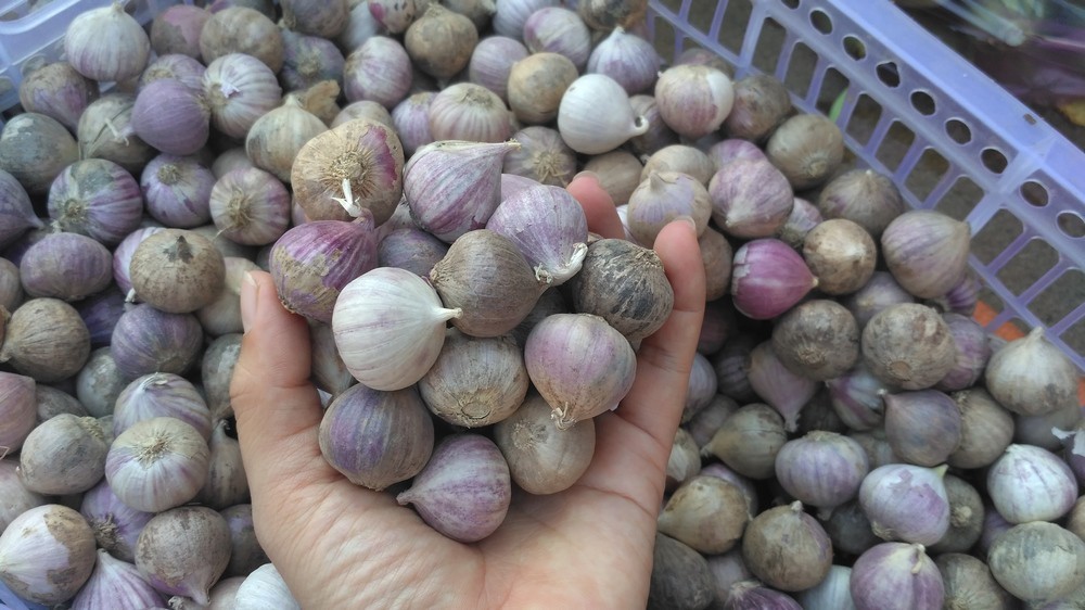 Tỏi cô đơn tươi
