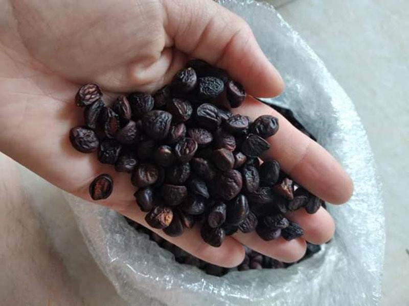 Công dụng chữa đau bụng của hạt dổi
