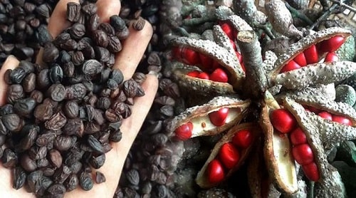 Tác dụng của hạt dổi