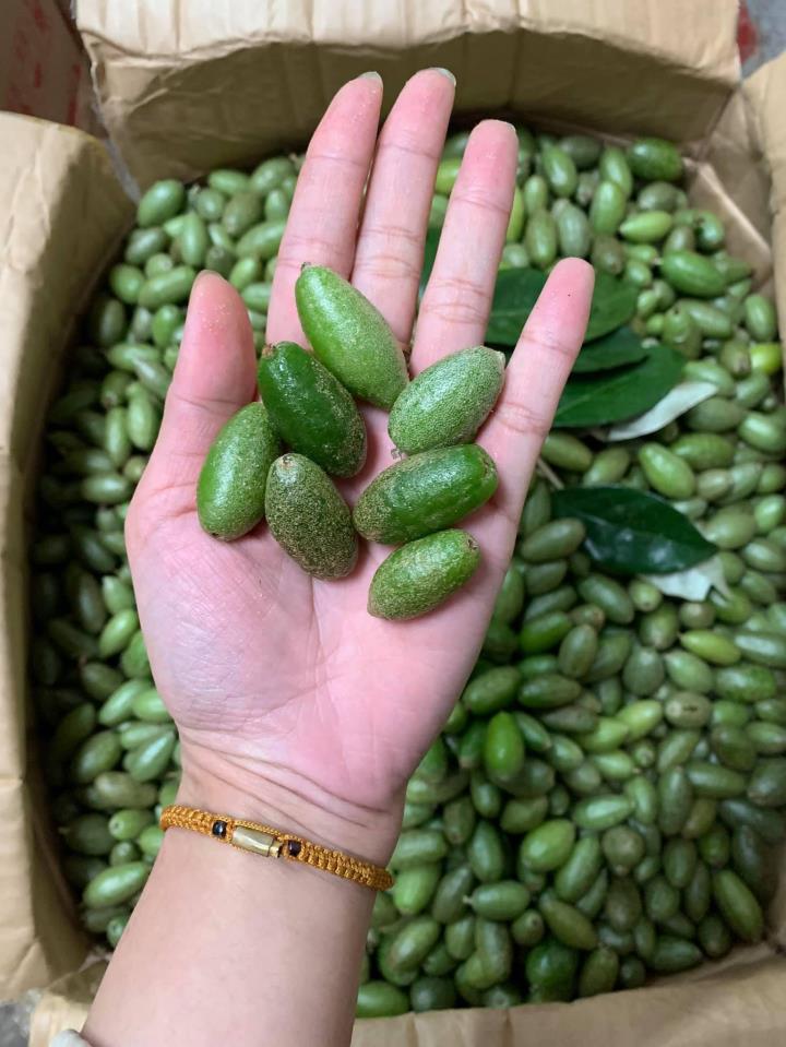 Thưởng thức nhót xanh cuốn bắp cải chấm chẩm chéo